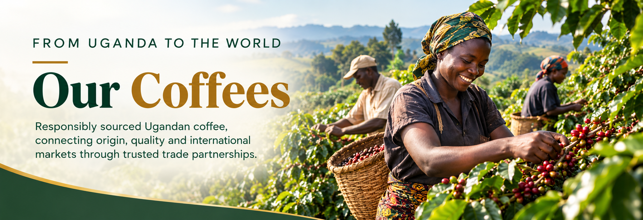 Ugandan coffee sourcing and agricultural production